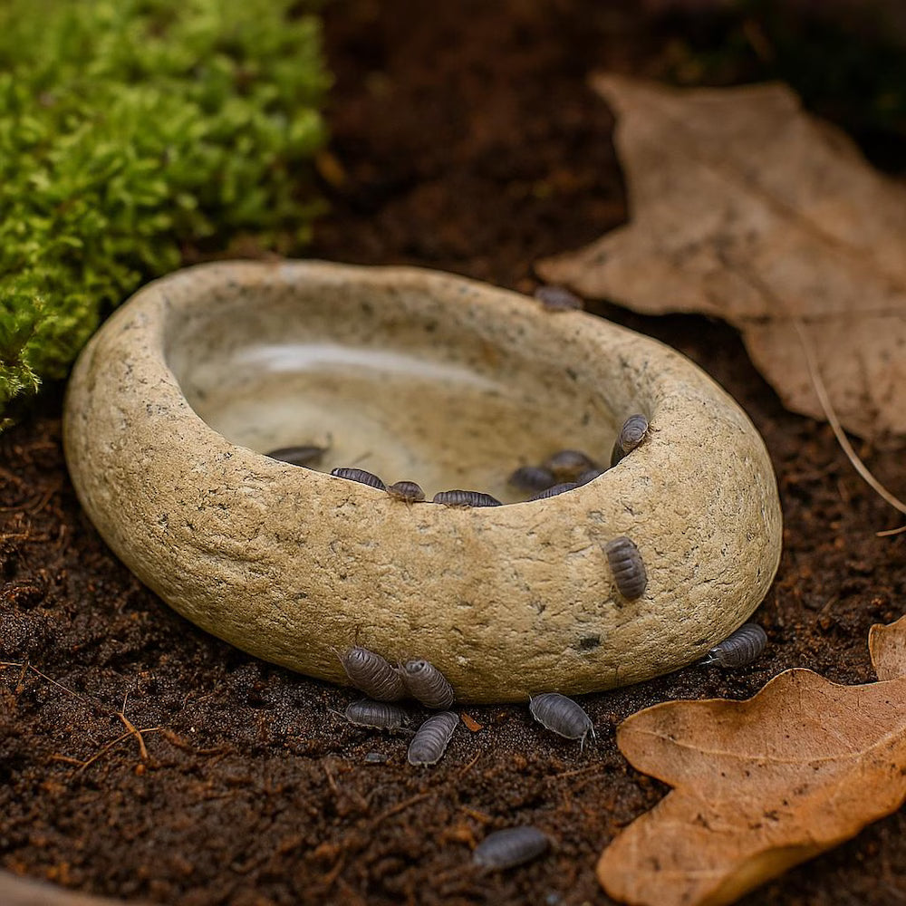 Natural Stone Invertebrate Water Dish for Terrarium — Tarantula, Scorpion, Millipede Hydration Bowl — Real River Rock