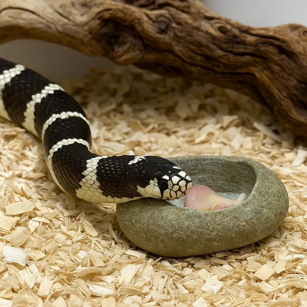 Natural Stone Water Bowl for King Snake / Milk Snake — Terrarium Decor Hydration Dish — Real River Rock Reptile Bowl