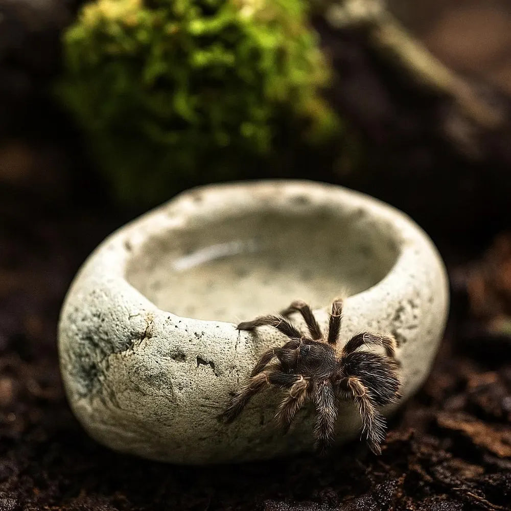 Tarantula Water Dish | Natural River Stone Bowl | Mini Pebble Water Dish | Handmade Rock Decor for Baby Tarantulas and Slings