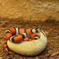 Natural Stone Water Bowl for King Snake / Milk Snake — Terrarium Decor Hydration Dish — Real River Rock Reptile Bowl