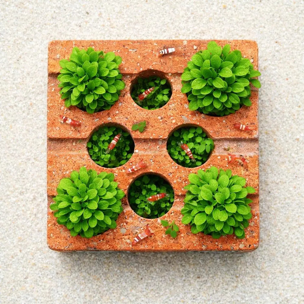 Aquarium Planter Brick with Shrimp Cave | Aquatic Planter Pot | Shrimp Hideout with Plant Holes | Natural Aquarium Decor